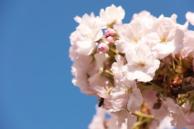 Photo of Sakura tree with beautiful blossoms outdoors, closeup. Spring season