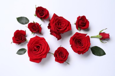 Photo of Beautiful red roses on white background, flat lay