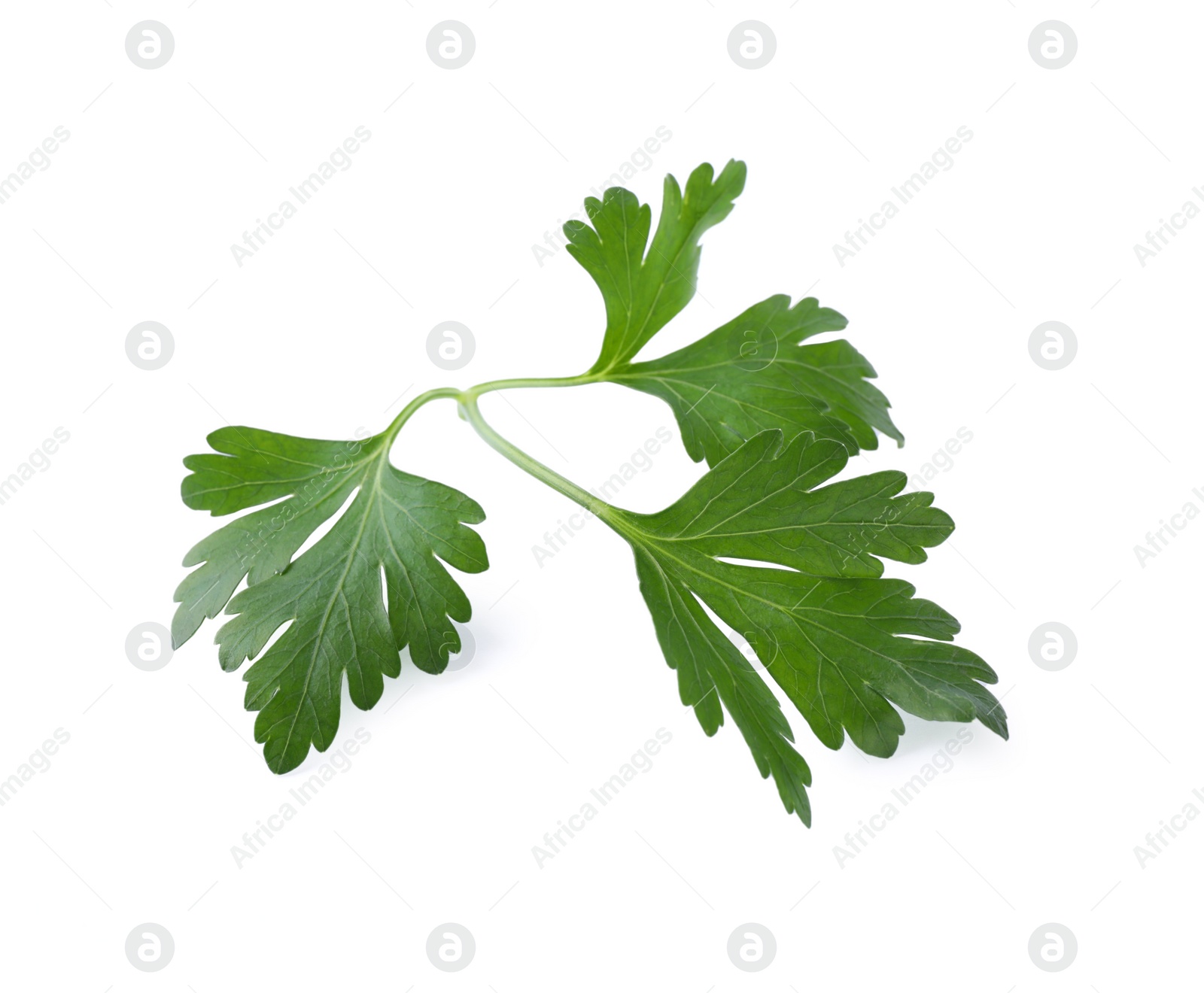 Photo of Aromatic fresh green parsley isolated on white