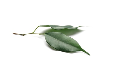 Photo of Fresh green ficus leaves on white background