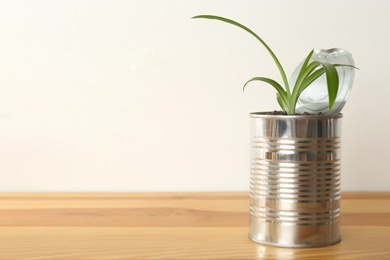 Photo of Chlorophytum plant in tin can on wooden table. Space for text