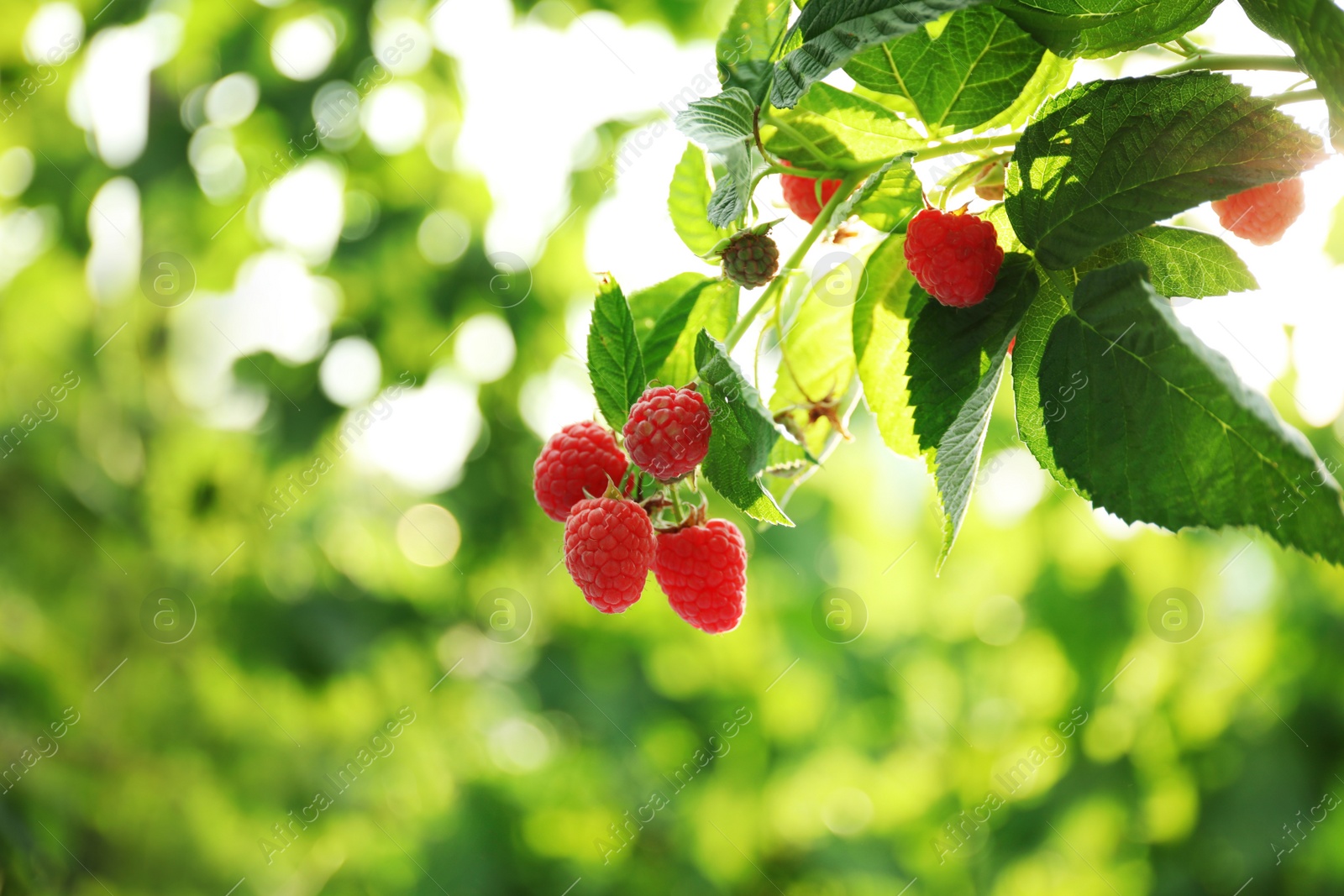 Photo of Raspberry bush with tasty ripe berries in garden, closeup