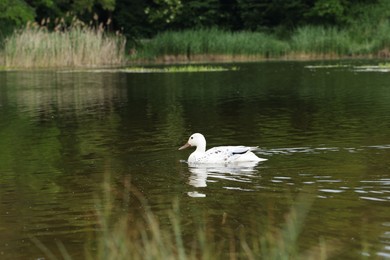 One beautiful duck swimming in lake outdoors