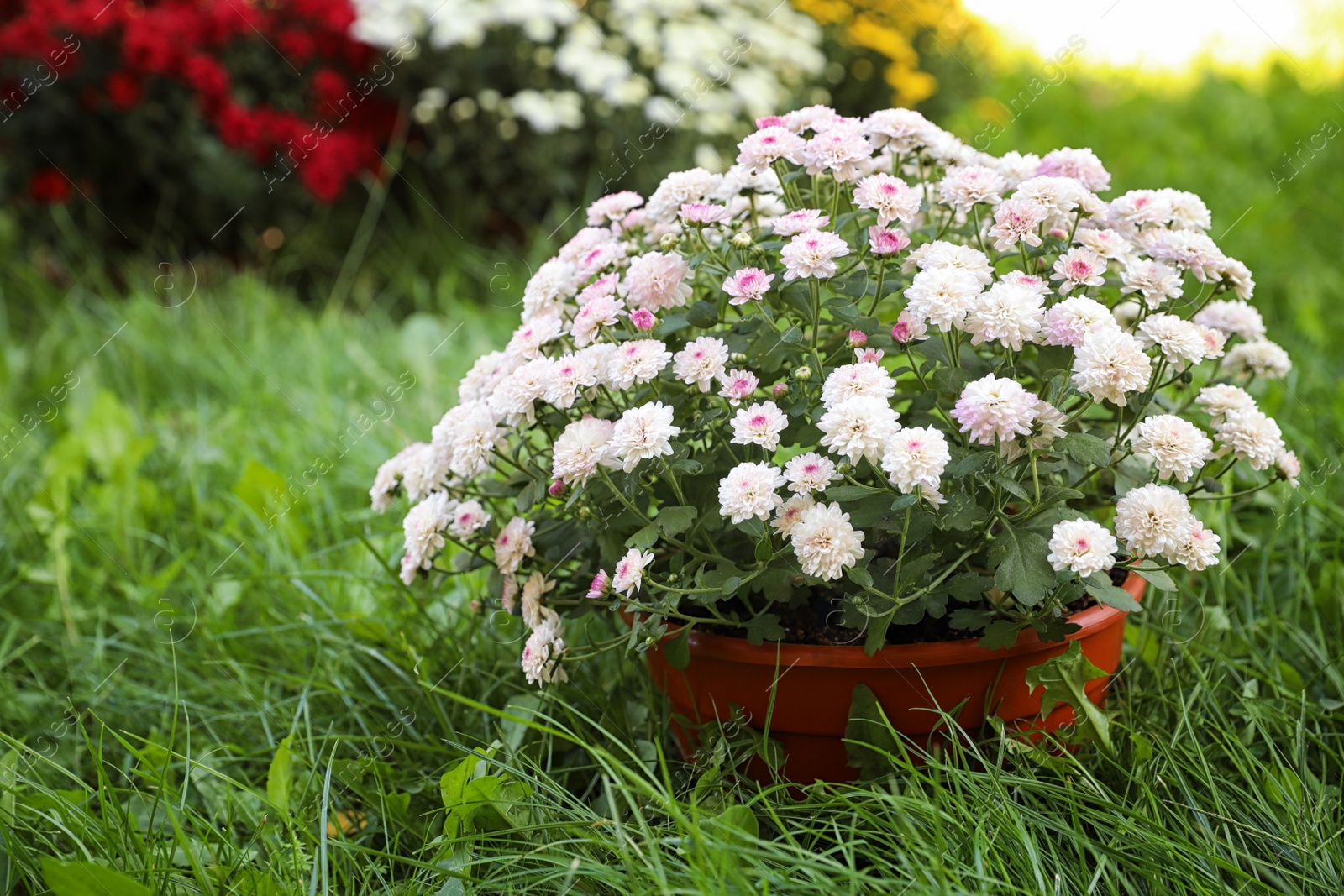 Photo of Beautiful blooming Chrysanthemum bushes outdoors. Autumn flowers