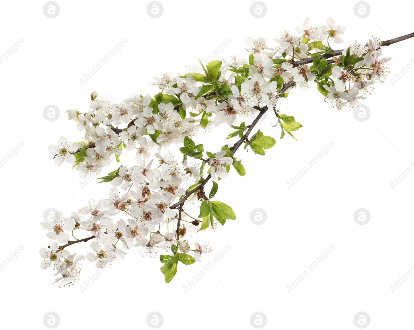 Photo of Cherry tree branches with beautiful blossoms isolated on white