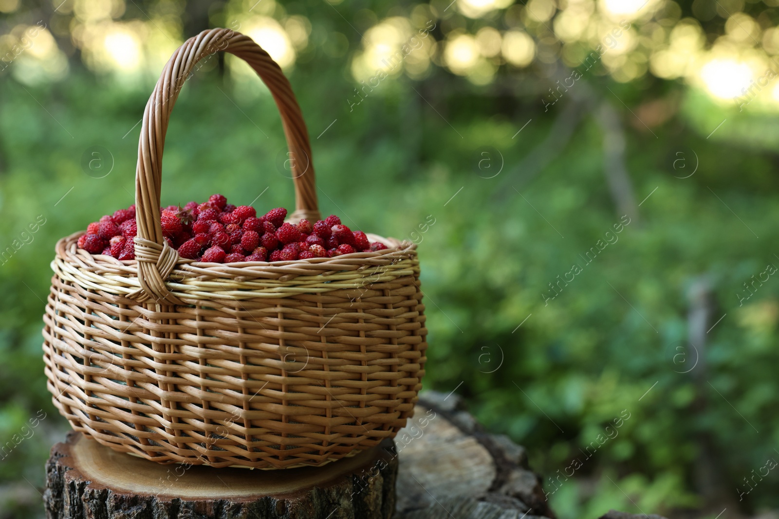 Photo of Basket with delicious wild strawberries on stump in forest. Space for text