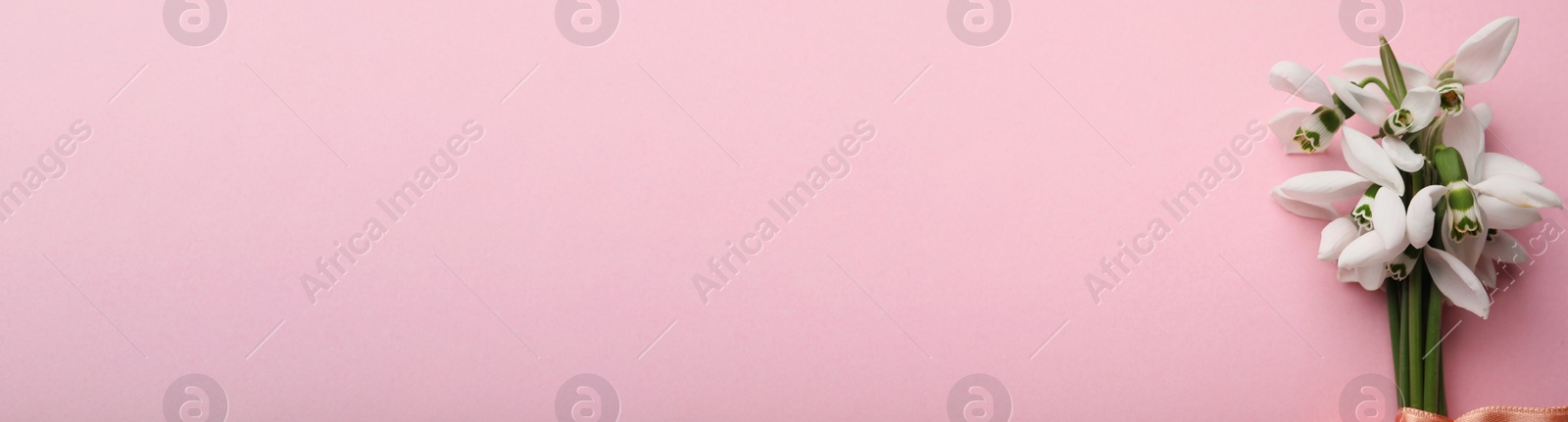 Photo of Beautiful snowdrops on pink background, top view. Space for text