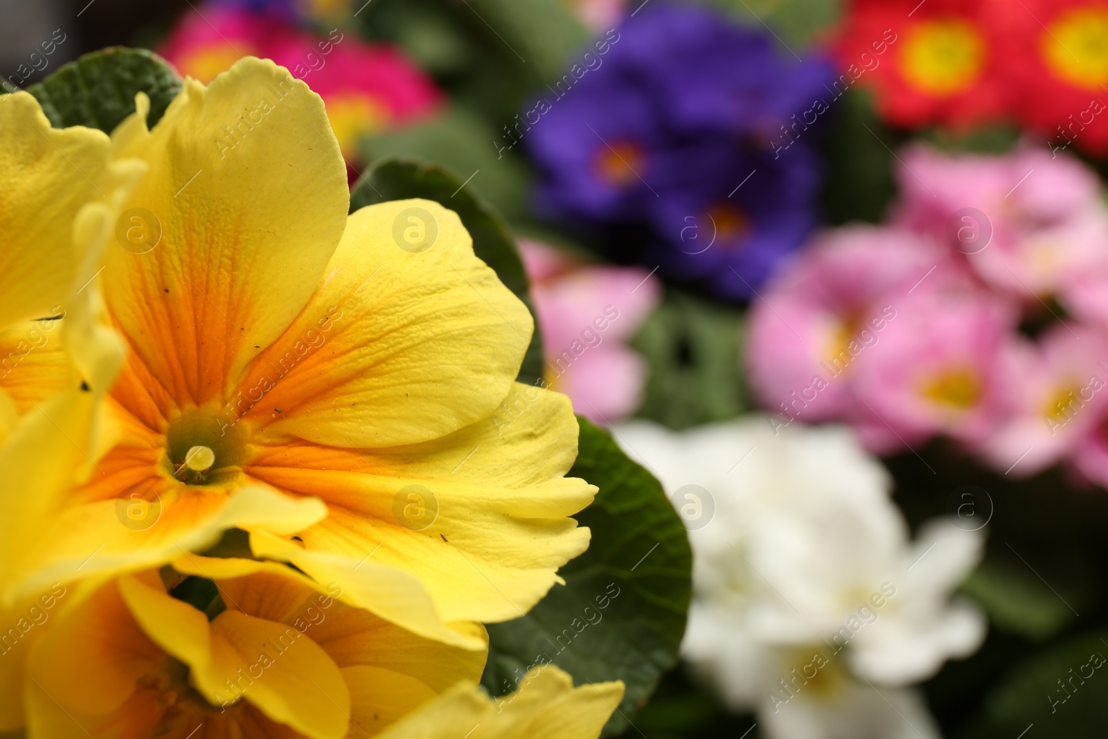 Photo of Beautiful primula (primrose) plant with yellow flowers on blurred background, space for text. Spring blossom