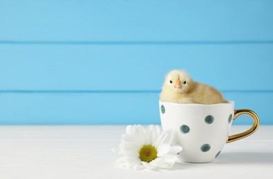 Photo of Cute chick in cup and beautiful chrysanthemum flower on white wooden table, closeup with space for text. Baby animal