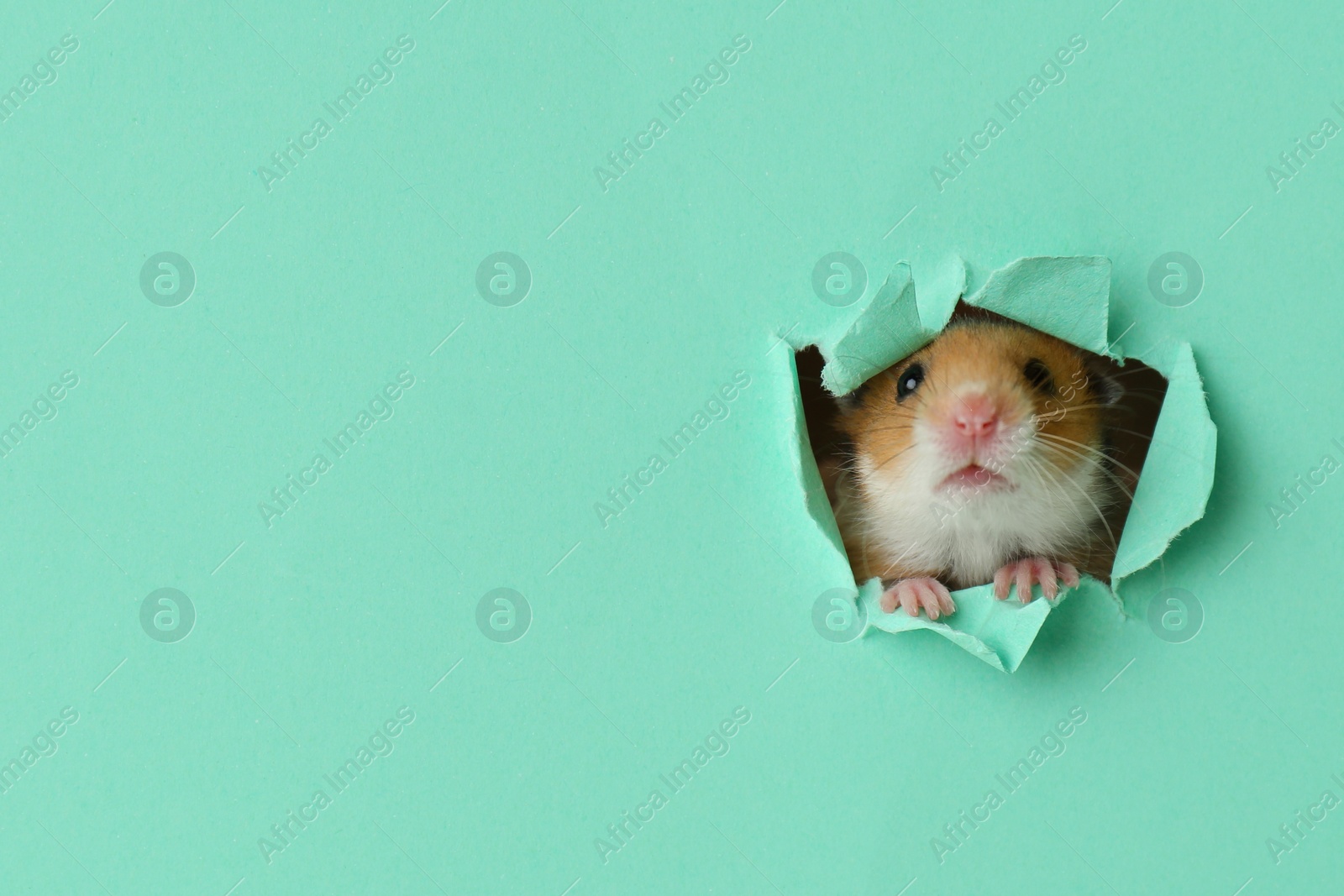 Photo of Cute little hamster looking out of hole in turquoise paper. Space for text