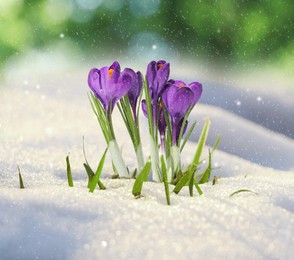 Beautiful spring crocus flowers growing through snow outdoors on sunny day