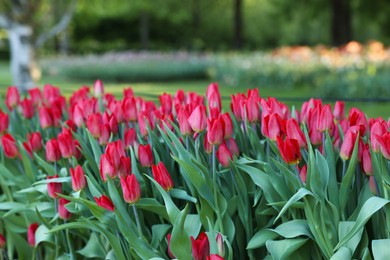 Photo of Beautiful tulip flowers growing in park on sunny day. Spring season