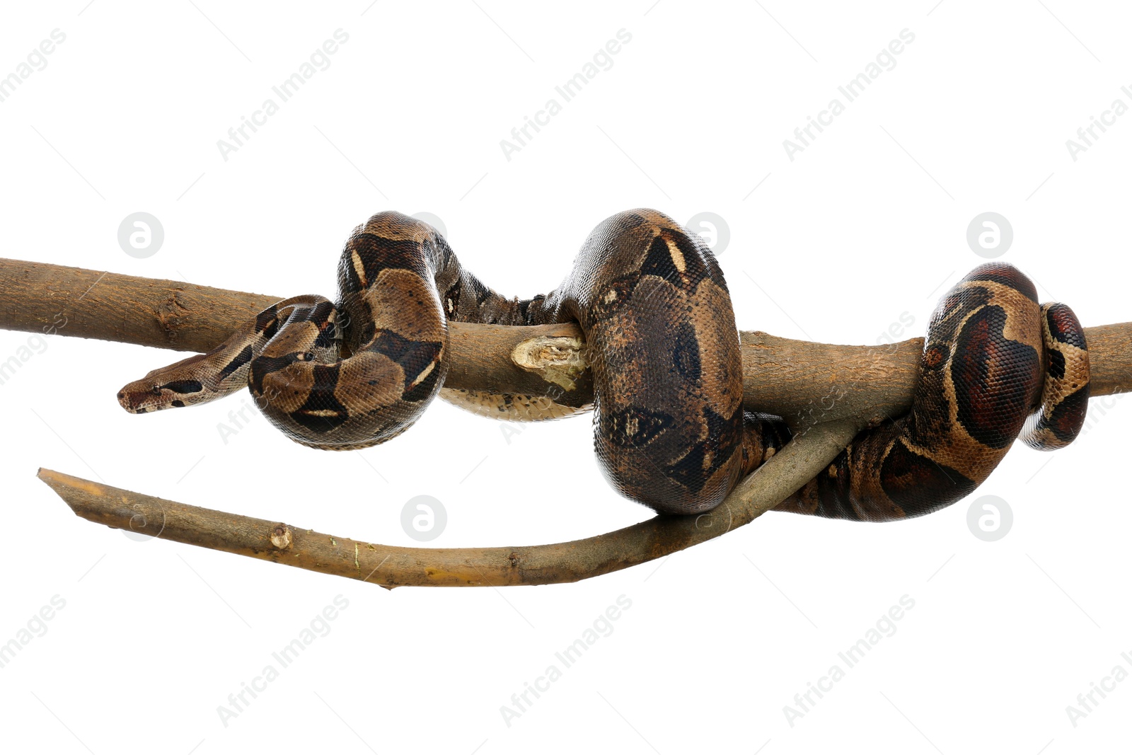 Photo of Brown boa constrictor on tree branch against white background