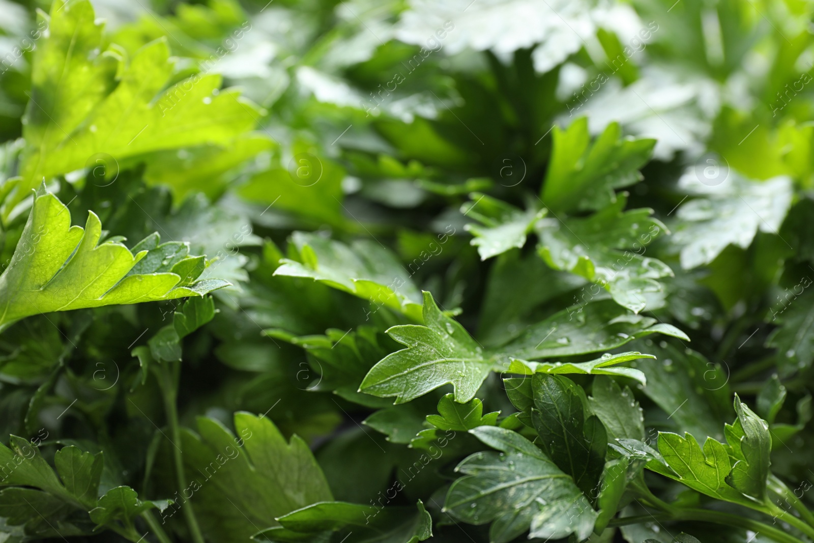 Photo of Fresh green organic parsley as background, closeup