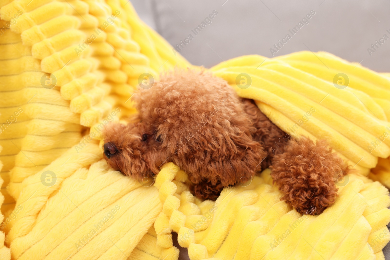 Photo of Cute Maltipoo dog covered with plaid on armchair. Lovely pet