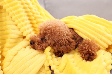 Cute Maltipoo dog covered with plaid on armchair. Lovely pet