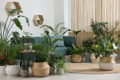 Relaxing atmosphere. Many different potted houseplants near sofa in room