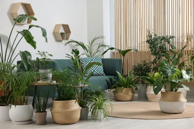 Photo of Relaxing atmosphere. Many different potted houseplants near sofa in room