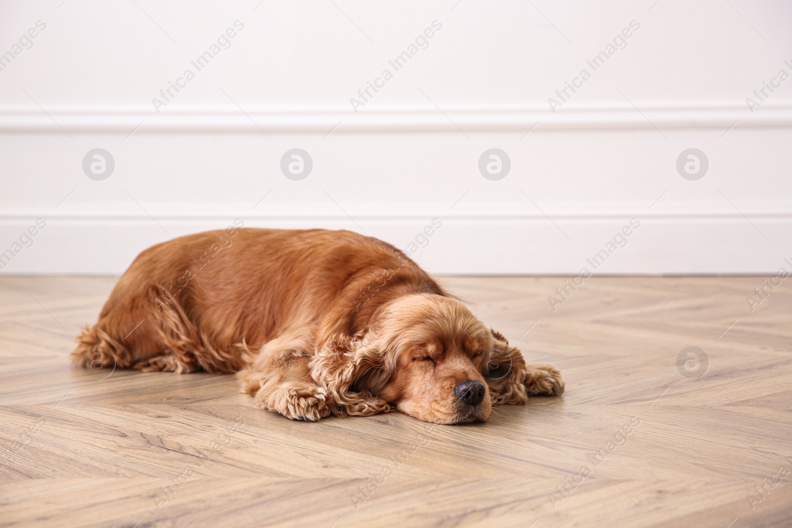 Photo of Cute Cocker Spaniel dog lying on warm floor indoors. Heating system