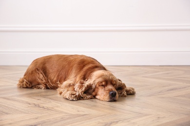 Cute Cocker Spaniel dog lying on warm floor indoors. Heating system