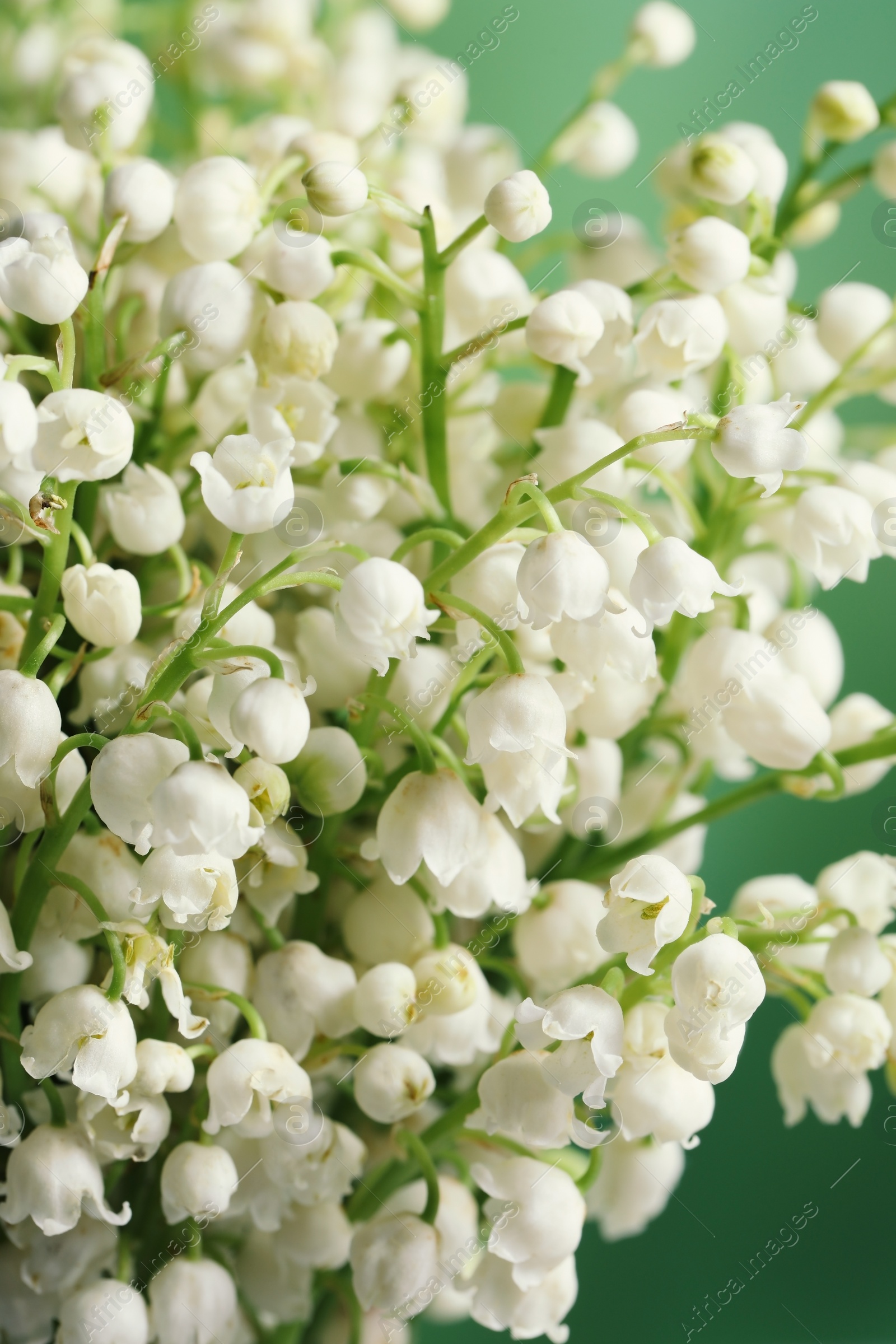 Photo of Beautiful lily of the valley flowers on blurred green background, closeup