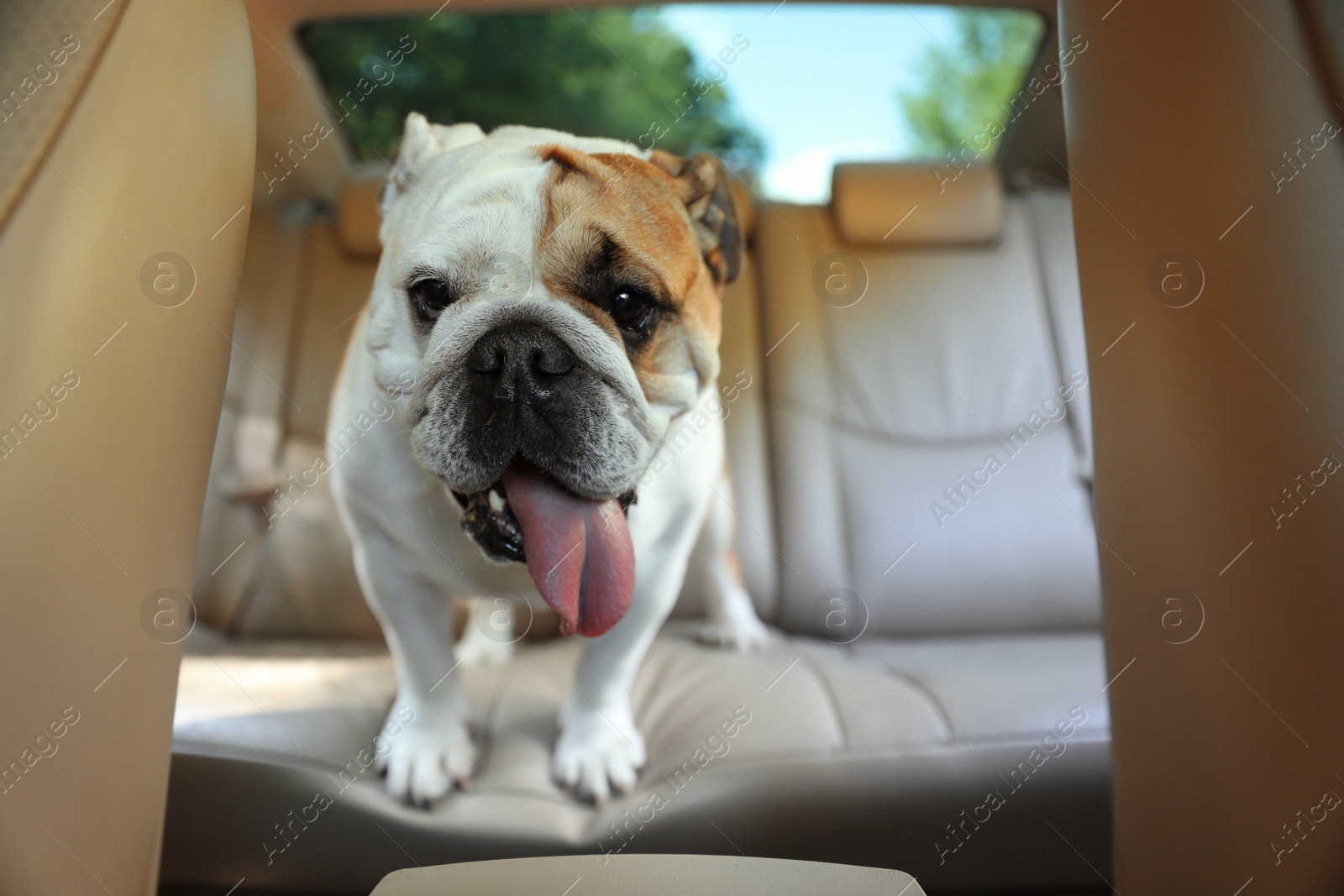 Photo of Adorable funny English bulldog inside modern car