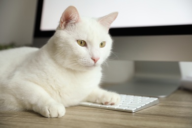 Photo of Adorable white cat lying on keyboard at workplace, closeup