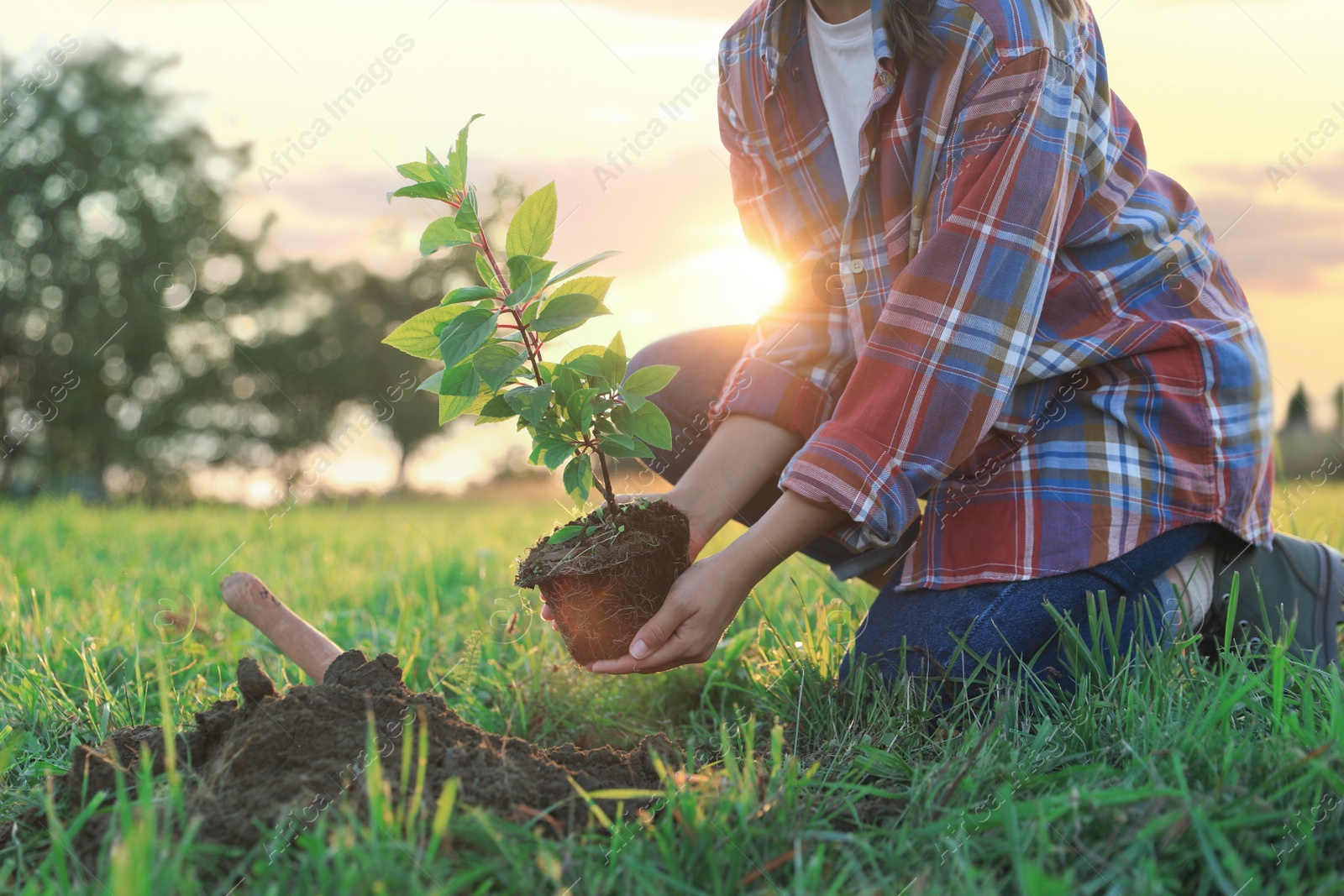 Photo of Woman planting tree in countryside, closeup view