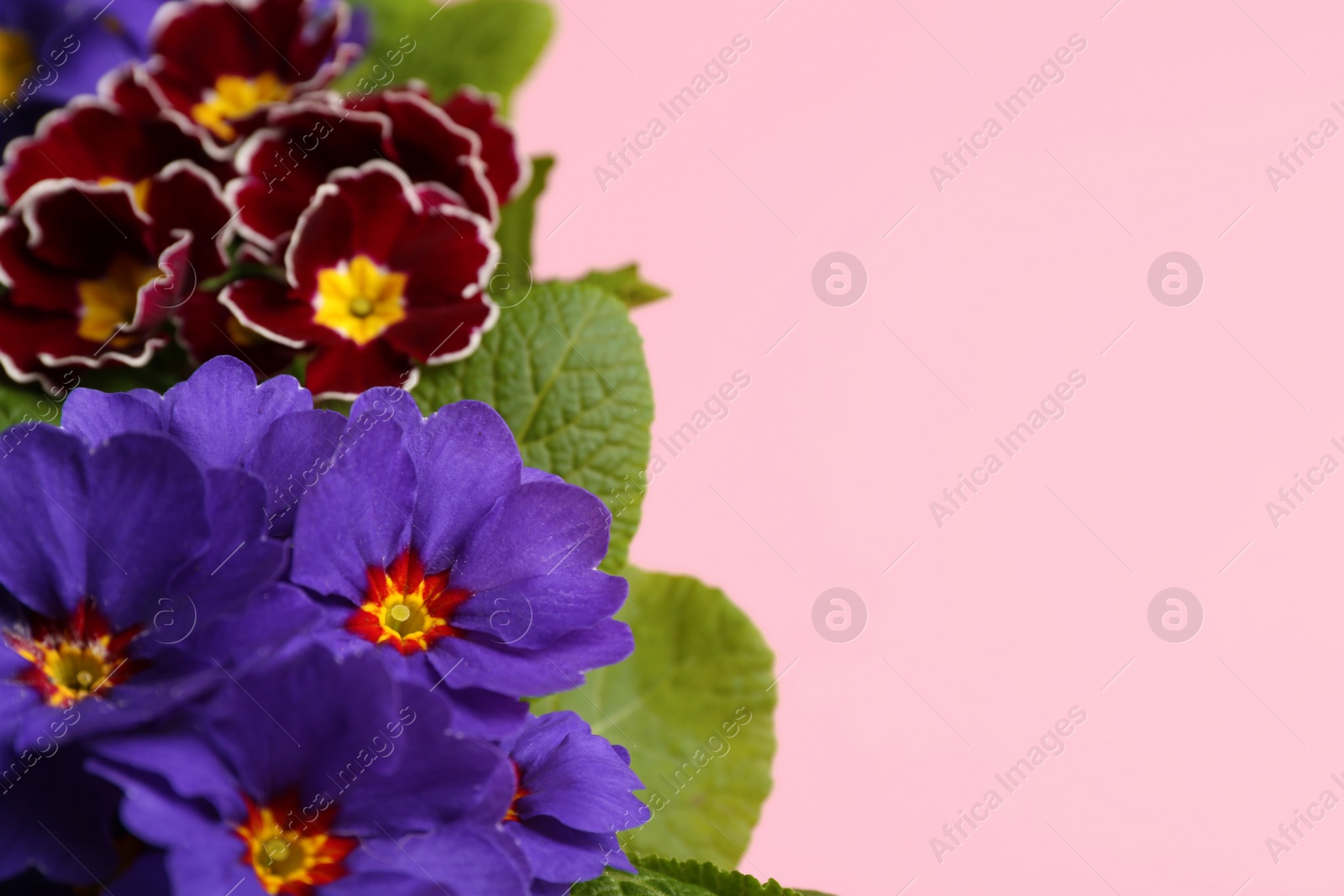 Photo of Beautiful primula (primrose) plants with colorful flowers on pink background, space for text. Spring blossom