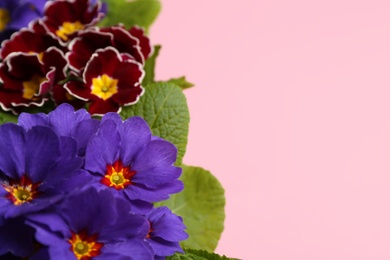 Photo of Beautiful primula (primrose) plants with colorful flowers on pink background, space for text. Spring blossom