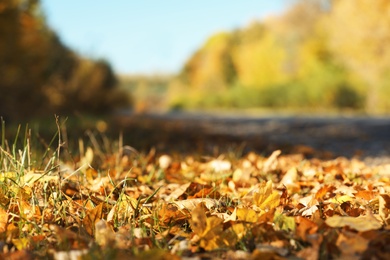 Beautiful view of autumn foliage on ground. Space for text