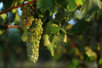 Photo of Fresh ripe juicy grapes growing in vineyard