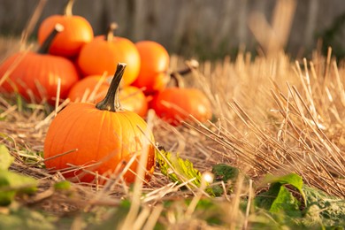 Photo of Ripe orange pumpkins in garden. Space for text