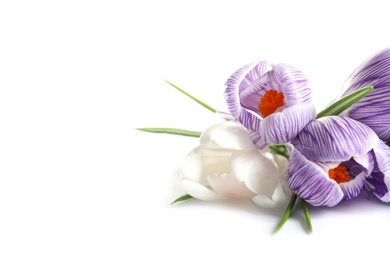 Beautiful spring crocus flowers on white background