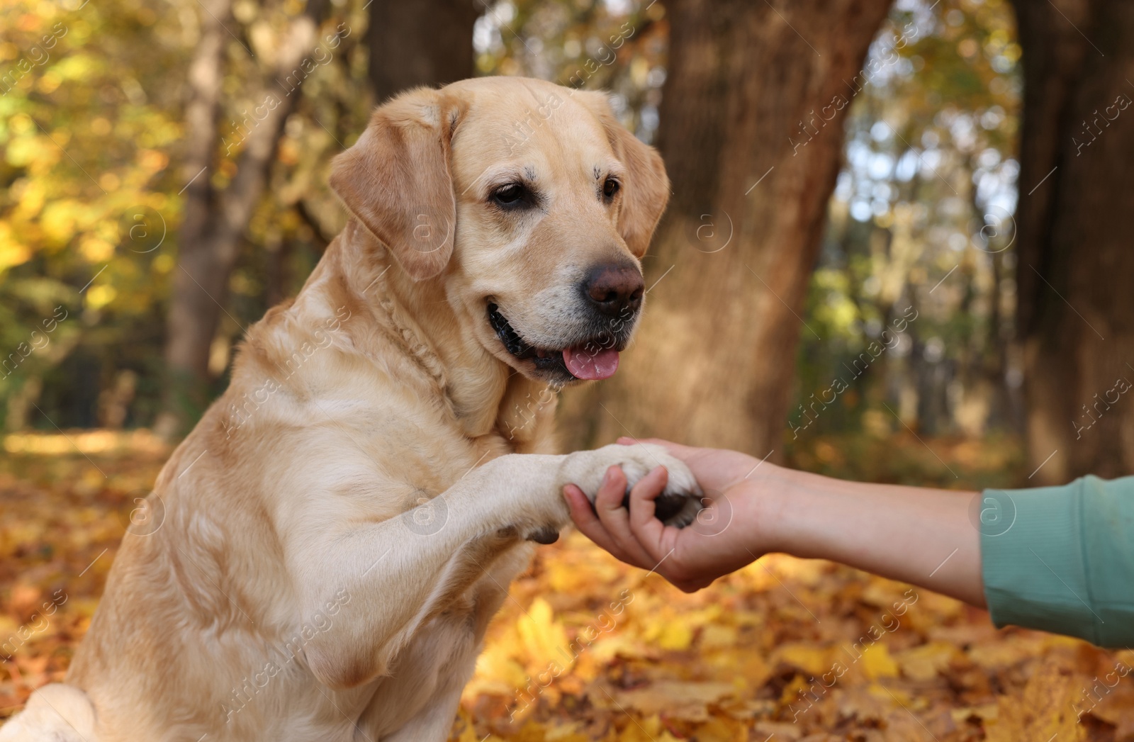 Photo of Cute Labrador Retriever dog giving paw to owner in sunny autumn park, closeup