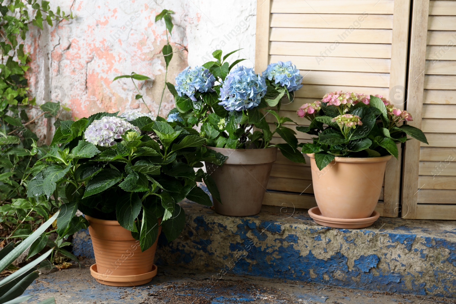 Photo of Beautiful blooming hortensia plants in pots outdoors