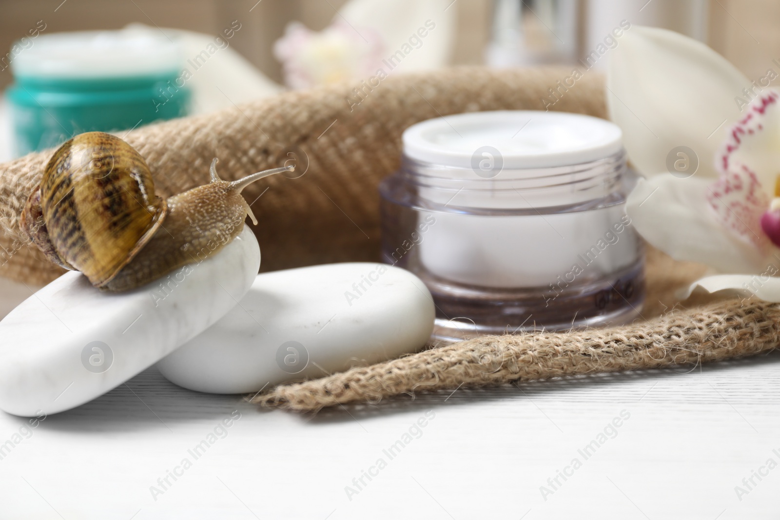 Photo of Snail, spa stones and cream on white table, closeup