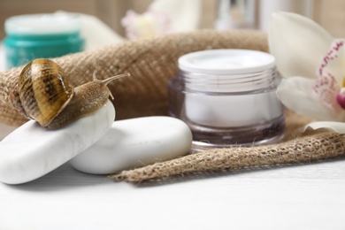 Snail, spa stones and cream on white table, closeup