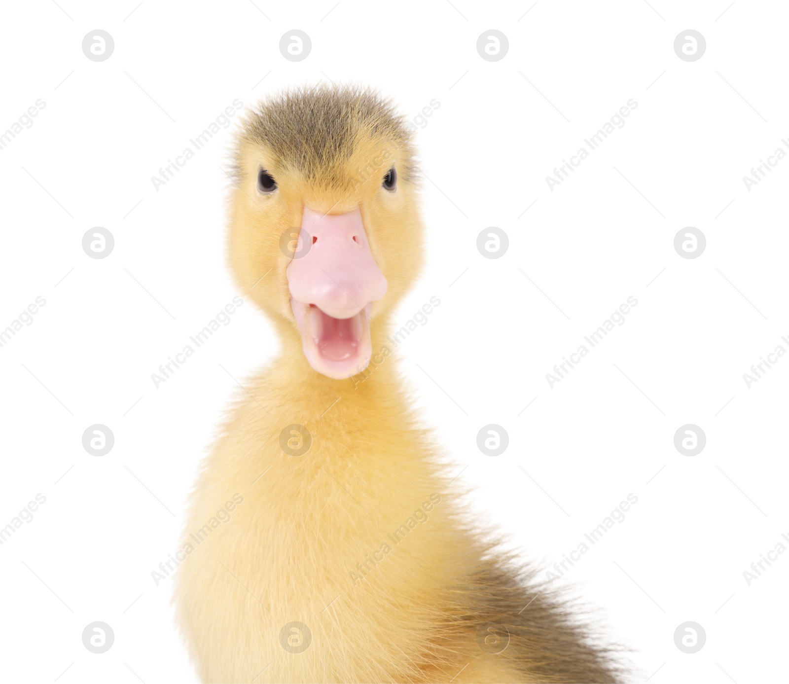 Photo of Baby animal. Portrait of cute fluffy duckling on white background