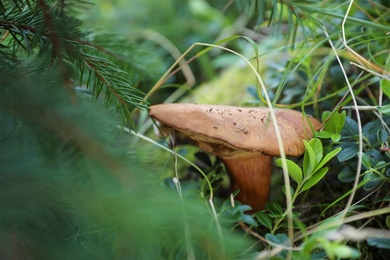 Mushroom growing in forest, closeup. Picking season