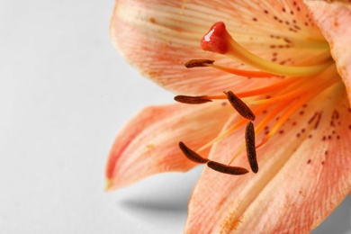 Beautiful blooming lily flower on white background, closeup