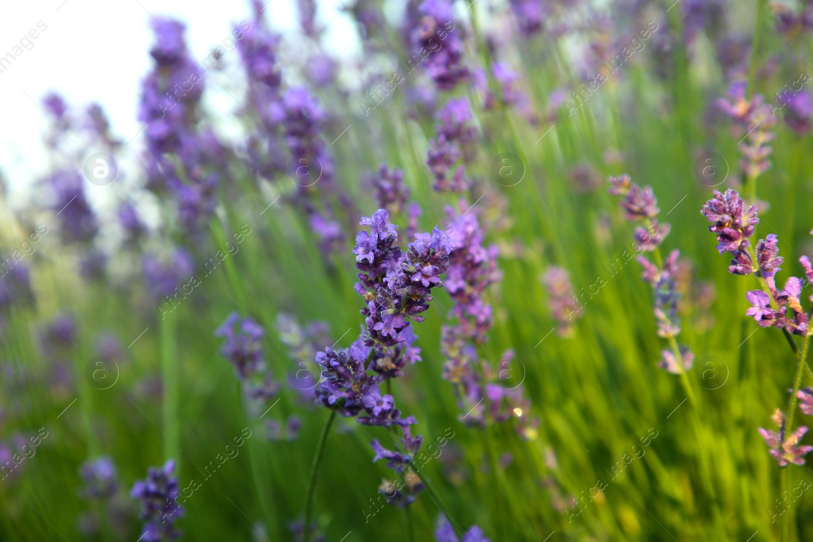 Photo of Beautiful blooming lavender growing in field, closeup