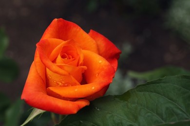 Photo of Beautiful orange rose flower with dew drops in garden, closeup