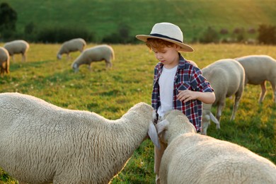 Boy with sheep on pasture. Farm animals