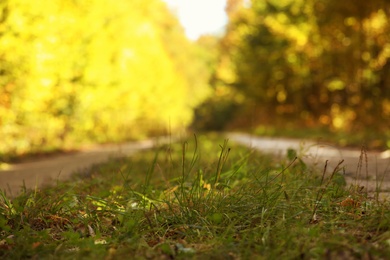 Photo of Beautiful view of grass on country road near autumn forest, closeup