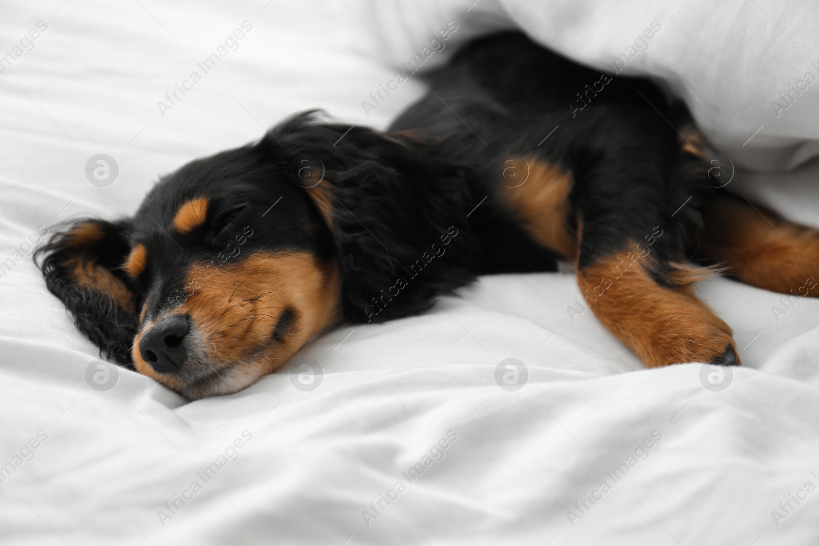 Photo of Cute dog relaxing on white fabric at home, closeup. Friendly pet