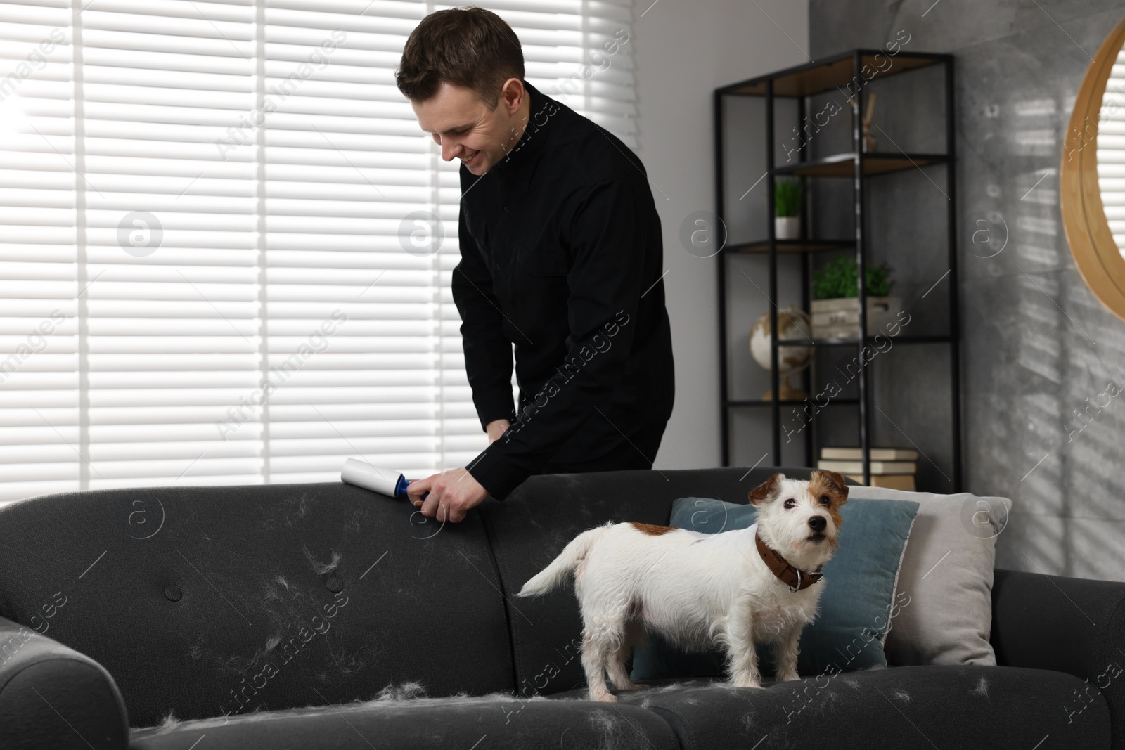 Photo of Pet shedding. Smiling man with lint roller removing dog's hair from sofa at home