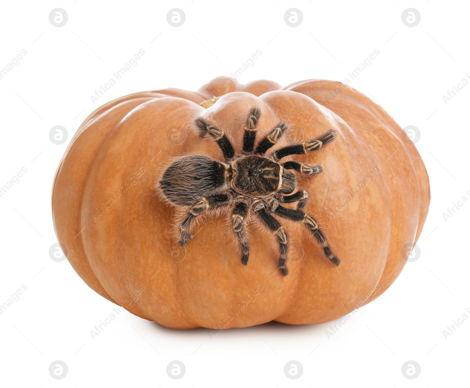 Photo of Striped knee tarantula and pumpkin isolated on white. Halloween celebration