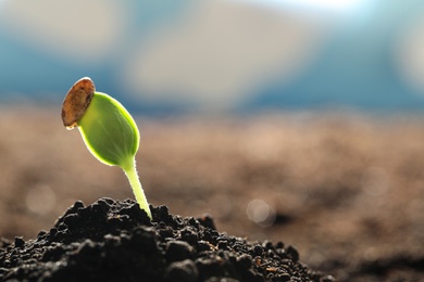 Young vegetable seedling growing in soil outdoors, space for text