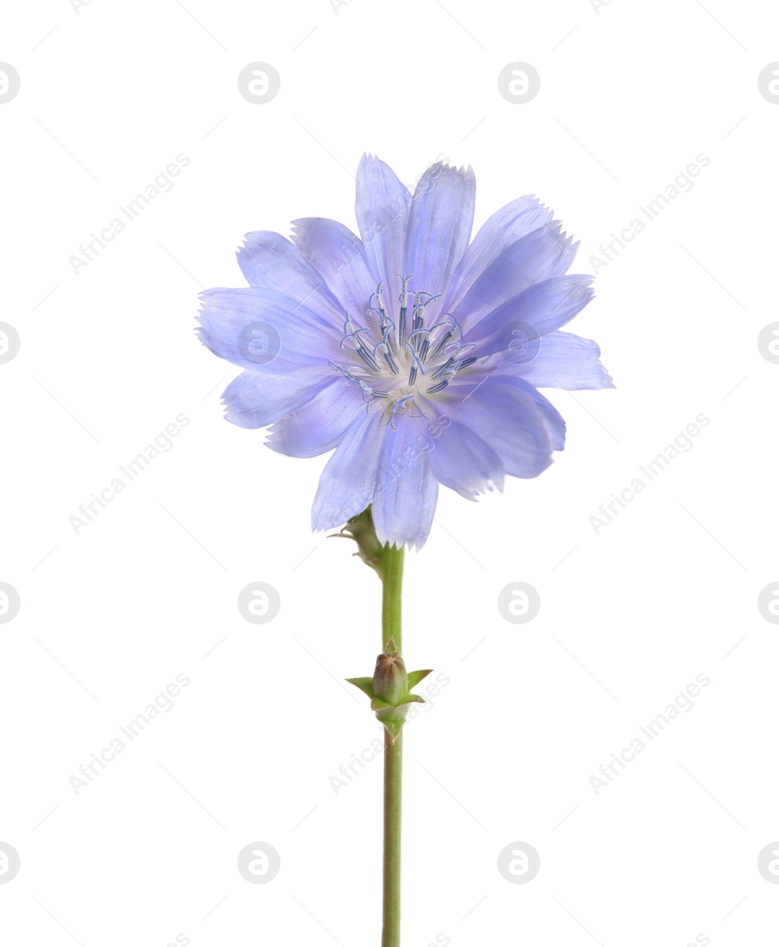 Photo of Beautiful chicory plant with light blue flower isolated on white